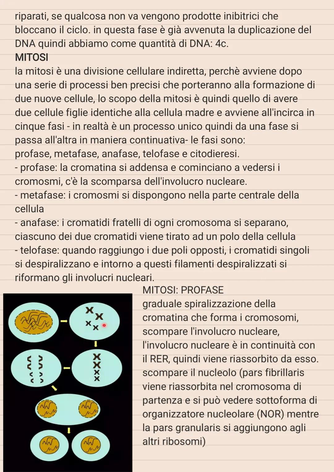 # CICLO CELLULARE

le strutture cellulari vanno incontro ad una serie di modifiche in
modo ciclico, e queste modifiche cicliche costituiscon