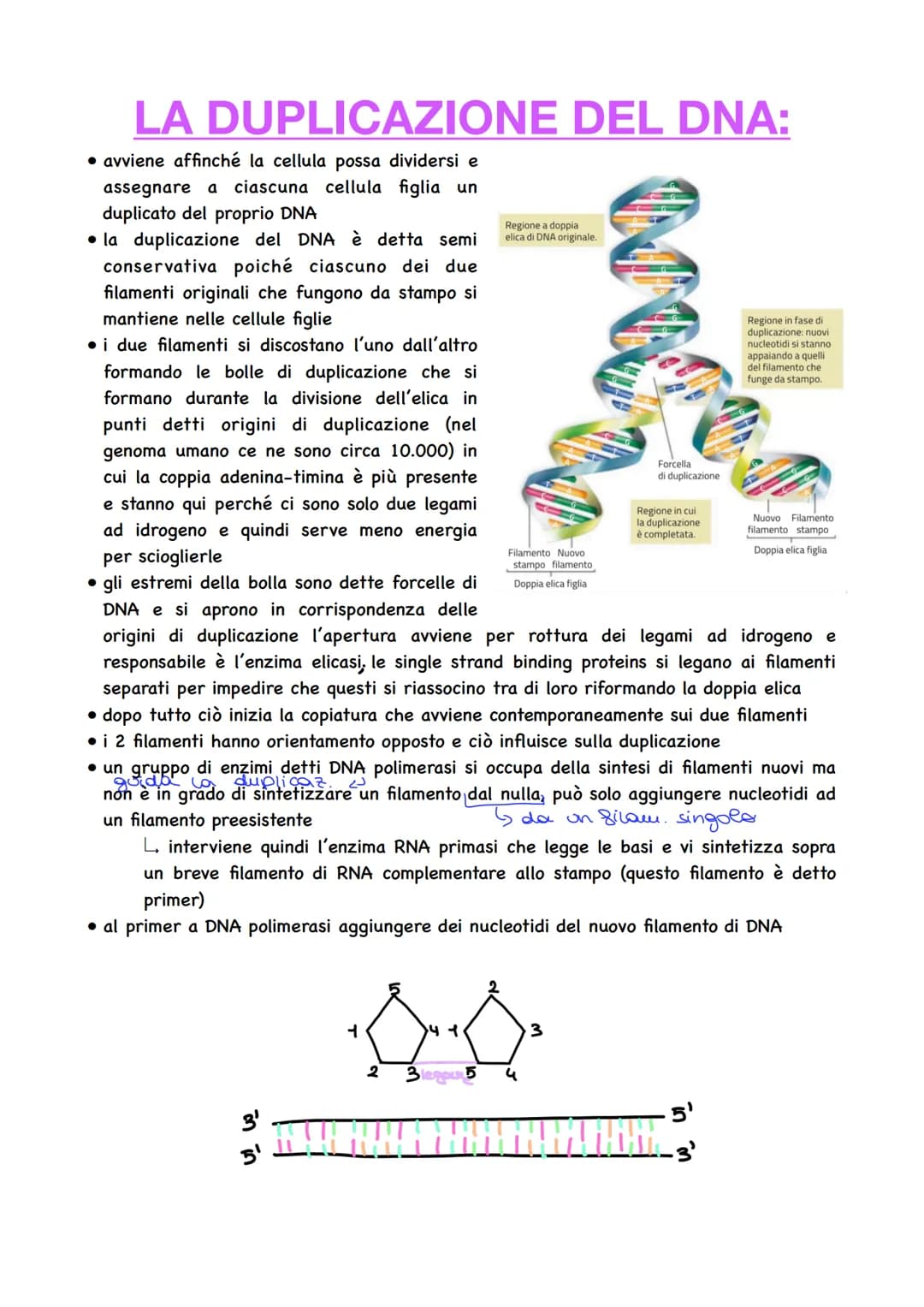LA DUPLICAZIONE DEL DNA:
• avviene affinché la cellula possa dividersi e
assegnare a ciascuna cellula figlia un
duplicato del proprio DNA
la