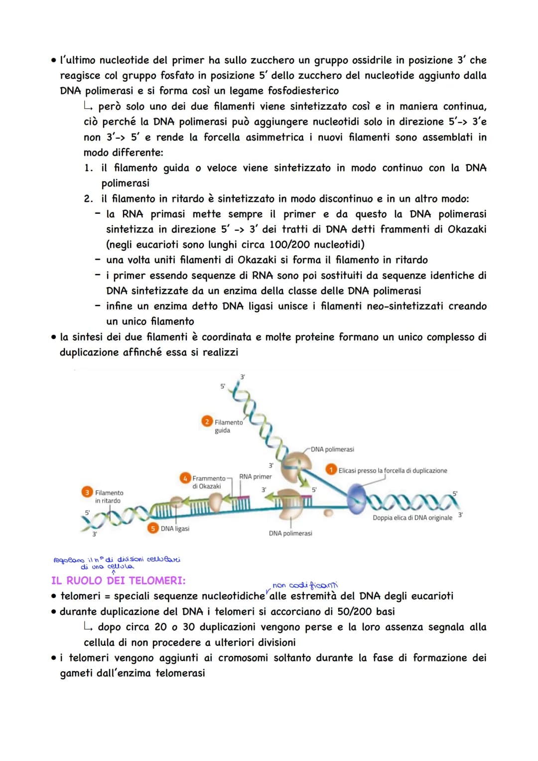 LA DUPLICAZIONE DEL DNA:
• avviene affinché la cellula possa dividersi e
assegnare a ciascuna cellula figlia un
duplicato del proprio DNA
la