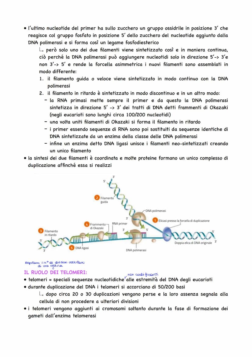 LA DUPLICAZIONE DEL DNA:
• avviene affinché la cellula possa dividersi e
assegnare a ciascuna cellula figlia un
duplicato del proprio DNA
la