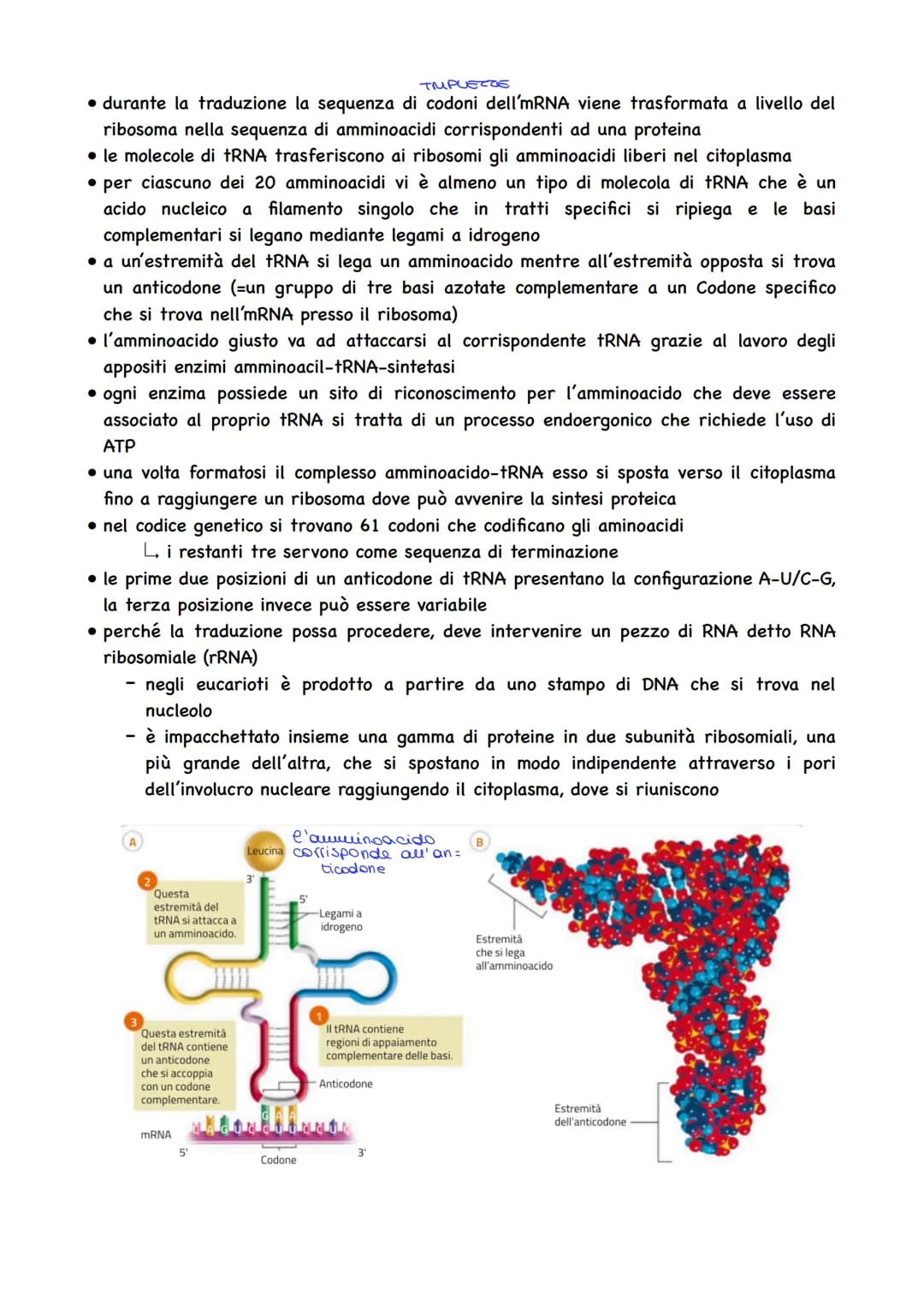 LA DUPLICAZIONE DEL DNA:
• avviene affinché la cellula possa dividersi e
assegnare a ciascuna cellula figlia un
duplicato del proprio DNA
la