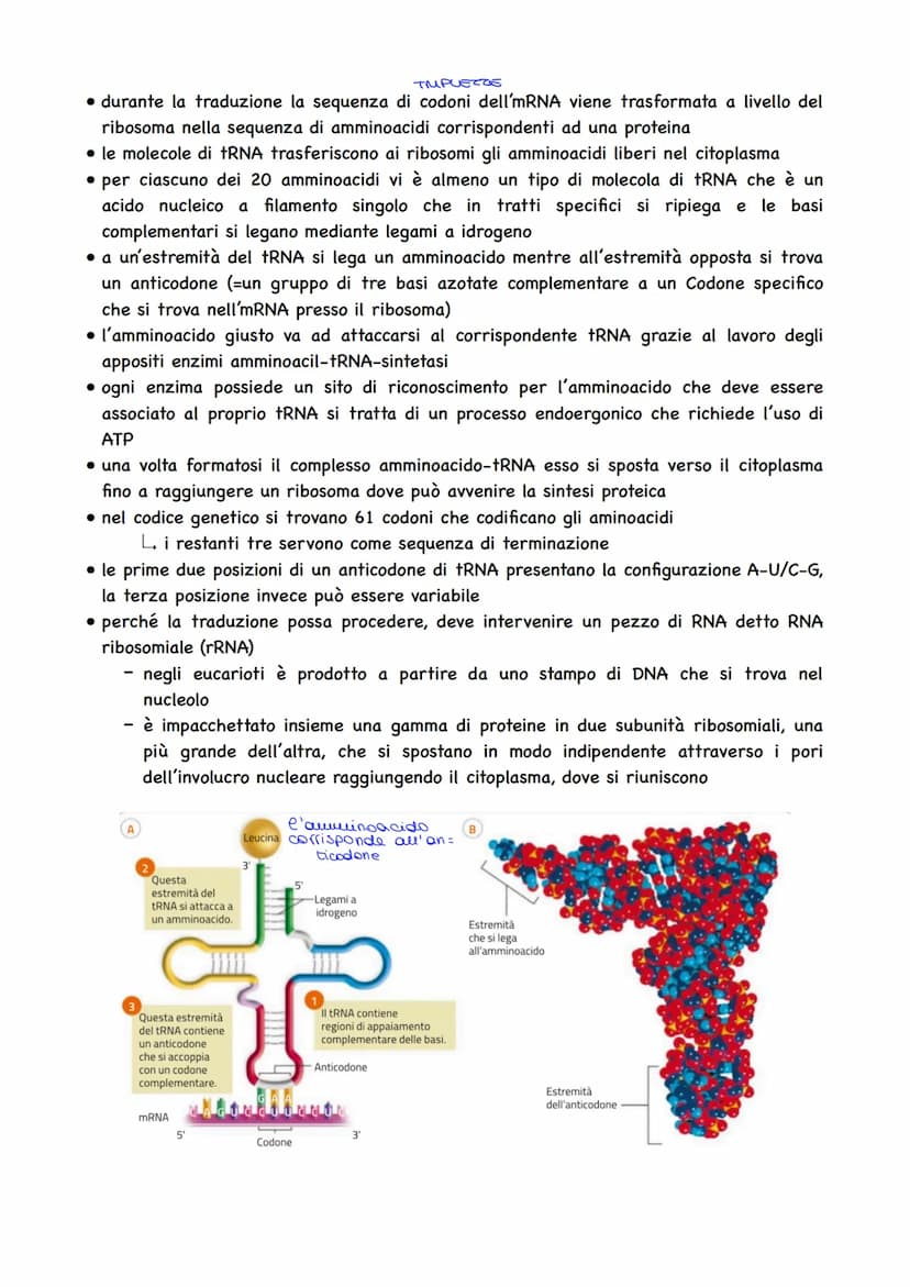 LA DUPLICAZIONE DEL DNA:
• avviene affinché la cellula possa dividersi e
assegnare a ciascuna cellula figlia un
duplicato del proprio DNA
la