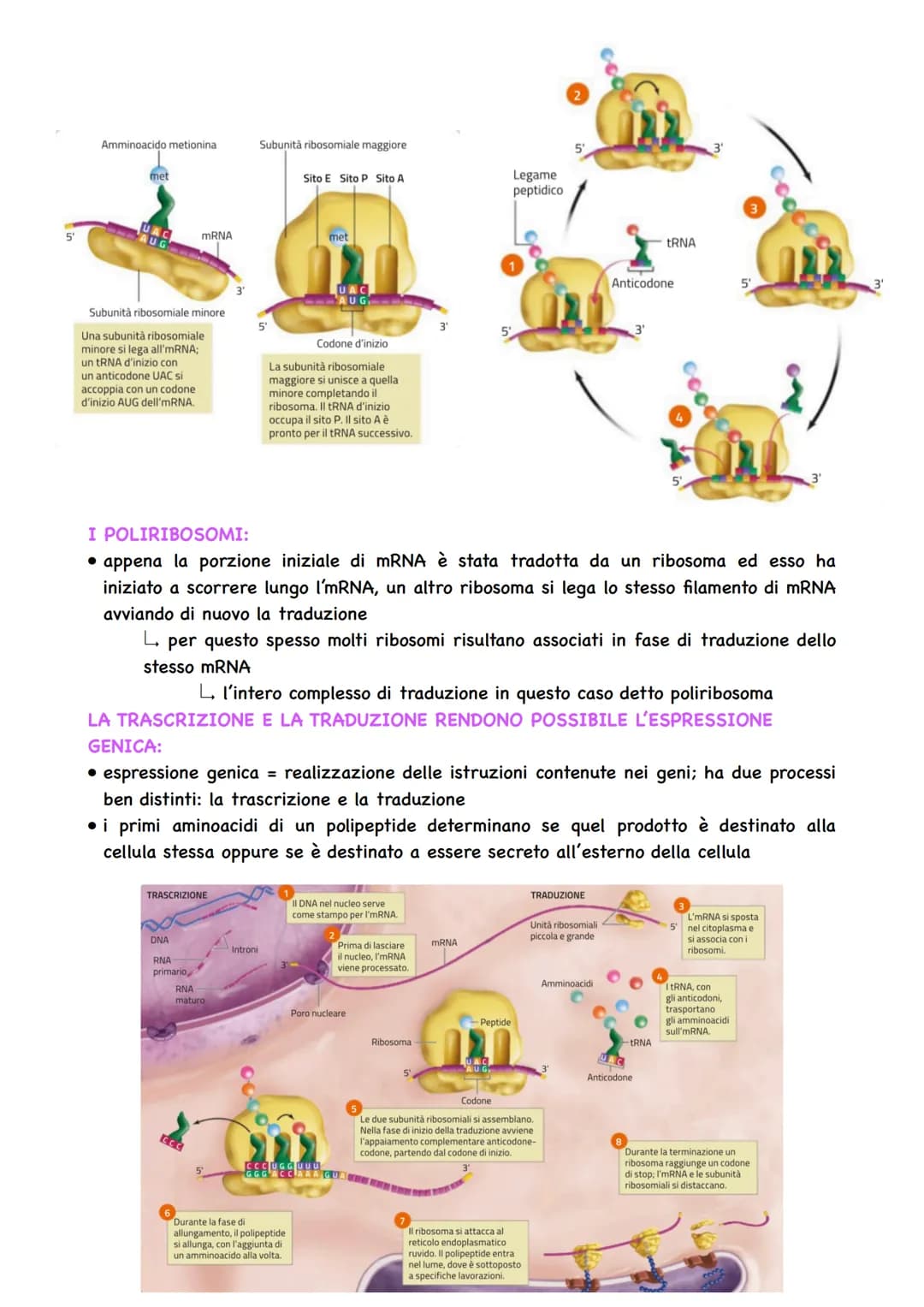 LA DUPLICAZIONE DEL DNA:
• avviene affinché la cellula possa dividersi e
assegnare a ciascuna cellula figlia un
duplicato del proprio DNA
la