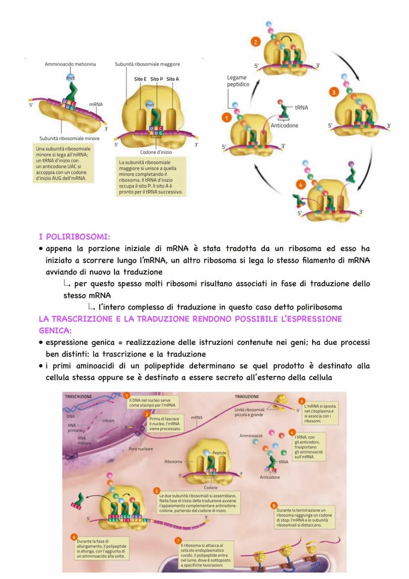 LA DUPLICAZIONE DEL DNA:
• avviene affinché la cellula possa dividersi e
assegnare a ciascuna cellula figlia un
duplicato del proprio DNA
la