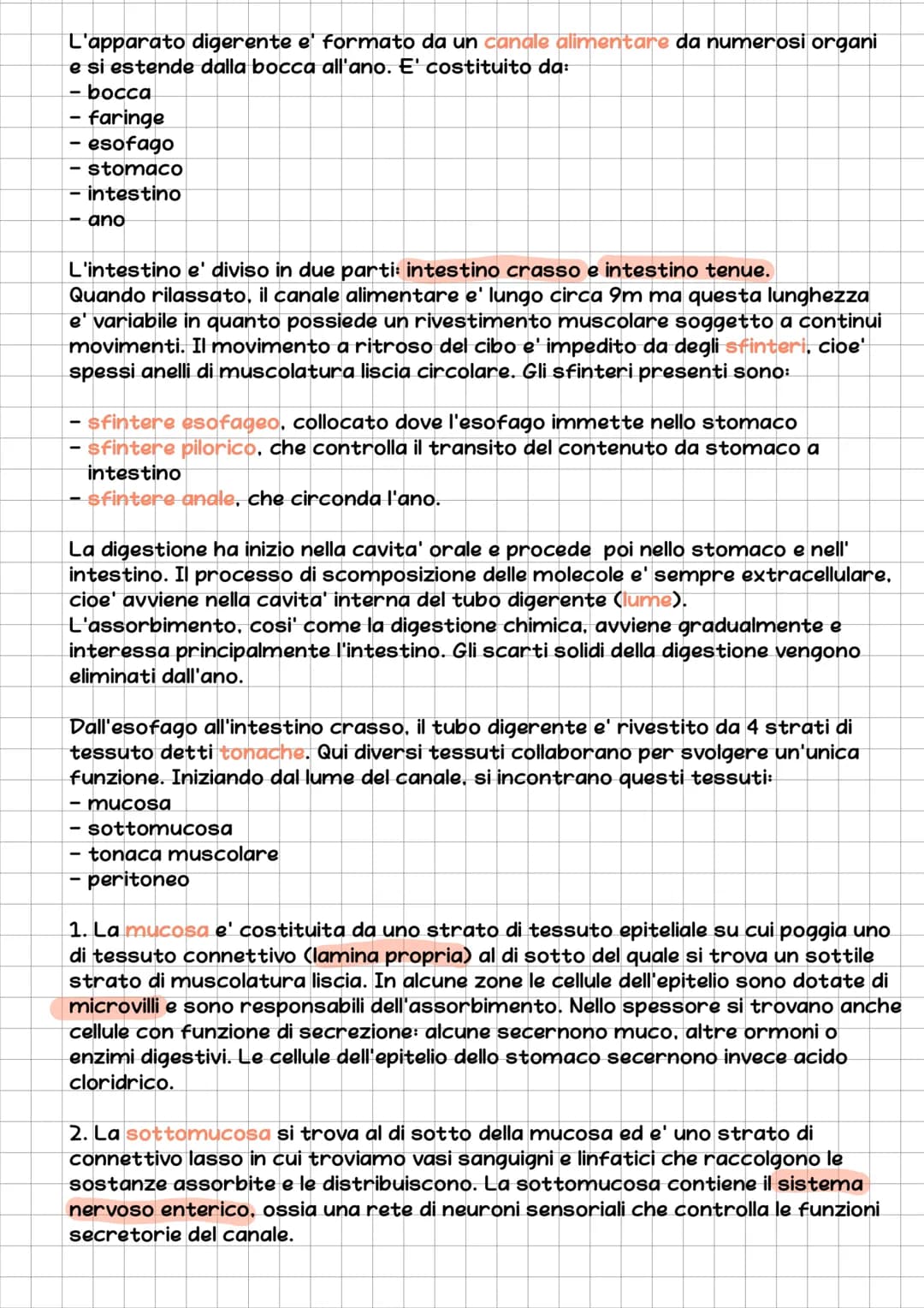 l'Apparato Digerente
L'essere umano e' eterotrofo, ossia ricava l'energia per la sintesi delle
biomolecole nutrendosi di organismi.
L'appara