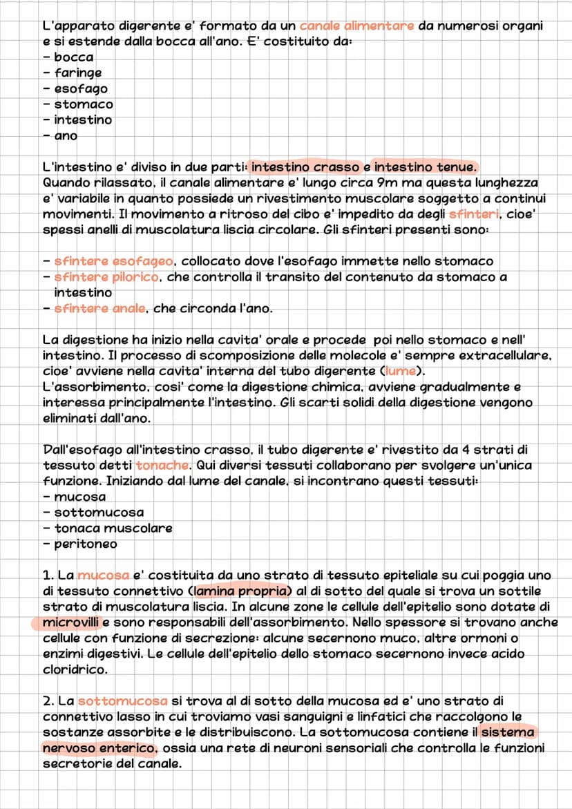l'Apparato Digerente
L'essere umano e' eterotrofo, ossia ricava l'energia per la sintesi delle
biomolecole nutrendosi di organismi.
L'appara