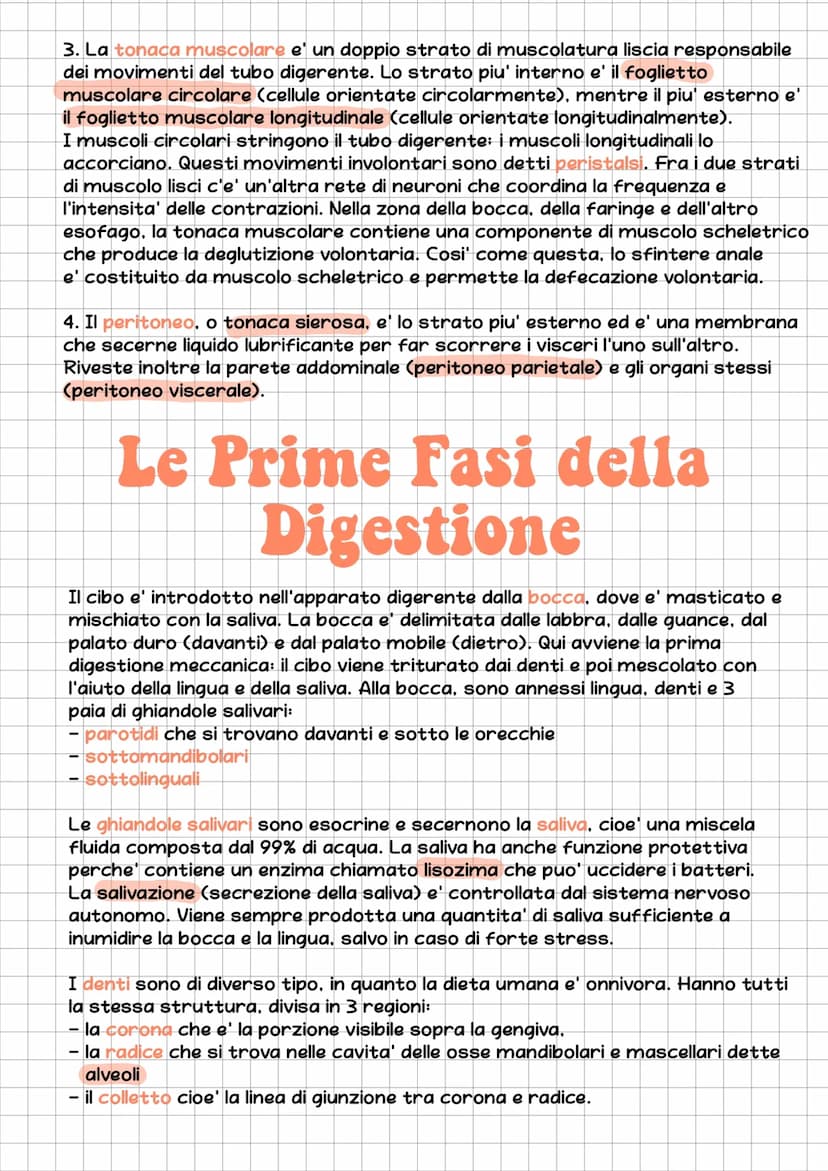 l'Apparato Digerente
L'essere umano e' eterotrofo, ossia ricava l'energia per la sintesi delle
biomolecole nutrendosi di organismi.
L'appara