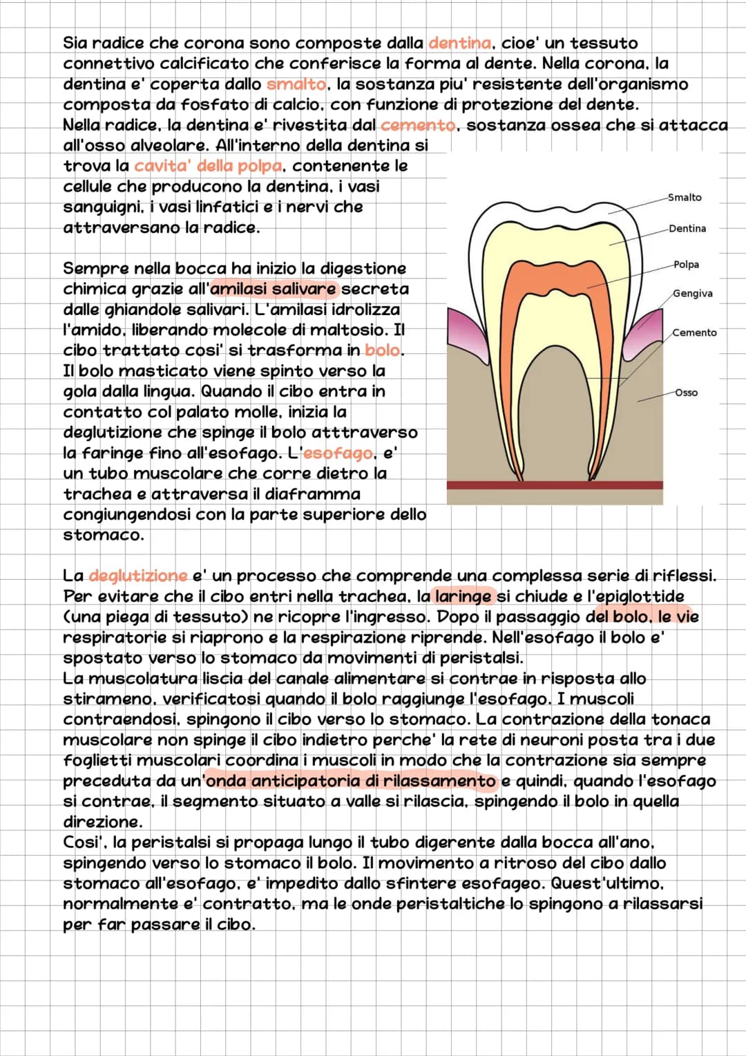 l'Apparato Digerente
L'essere umano e' eterotrofo, ossia ricava l'energia per la sintesi delle
biomolecole nutrendosi di organismi.
L'appara