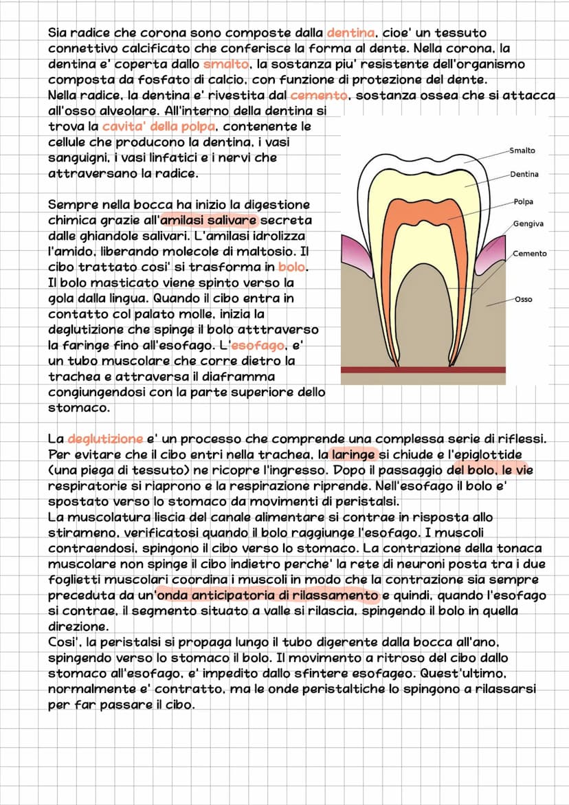 l'Apparato Digerente
L'essere umano e' eterotrofo, ossia ricava l'energia per la sintesi delle
biomolecole nutrendosi di organismi.
L'appara