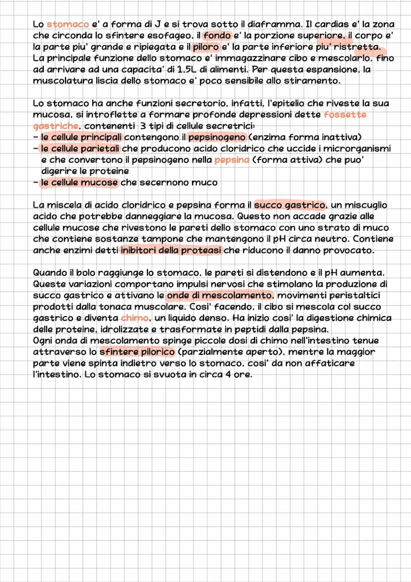 l'Apparato Digerente
L'essere umano e' eterotrofo, ossia ricava l'energia per la sintesi delle
biomolecole nutrendosi di organismi.
L'appara