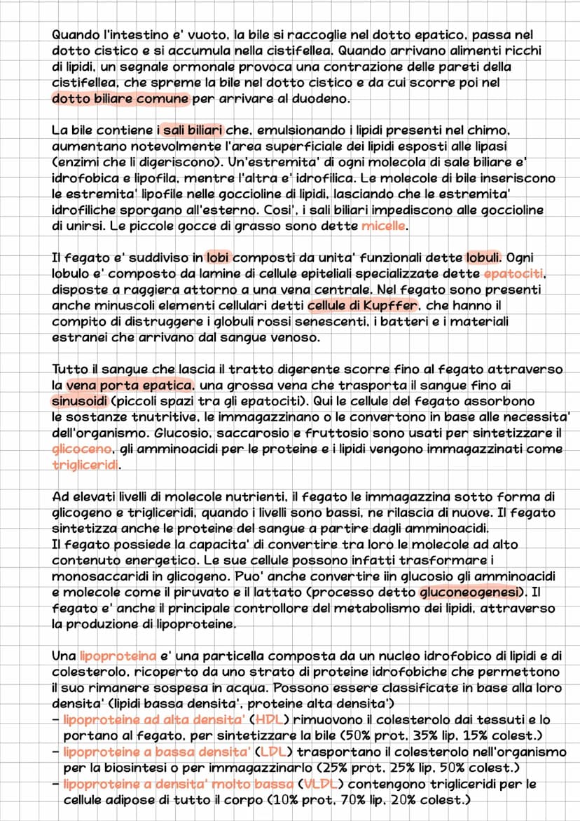 l'Apparato Digerente
L'essere umano e' eterotrofo, ossia ricava l'energia per la sintesi delle
biomolecole nutrendosi di organismi.
L'appara