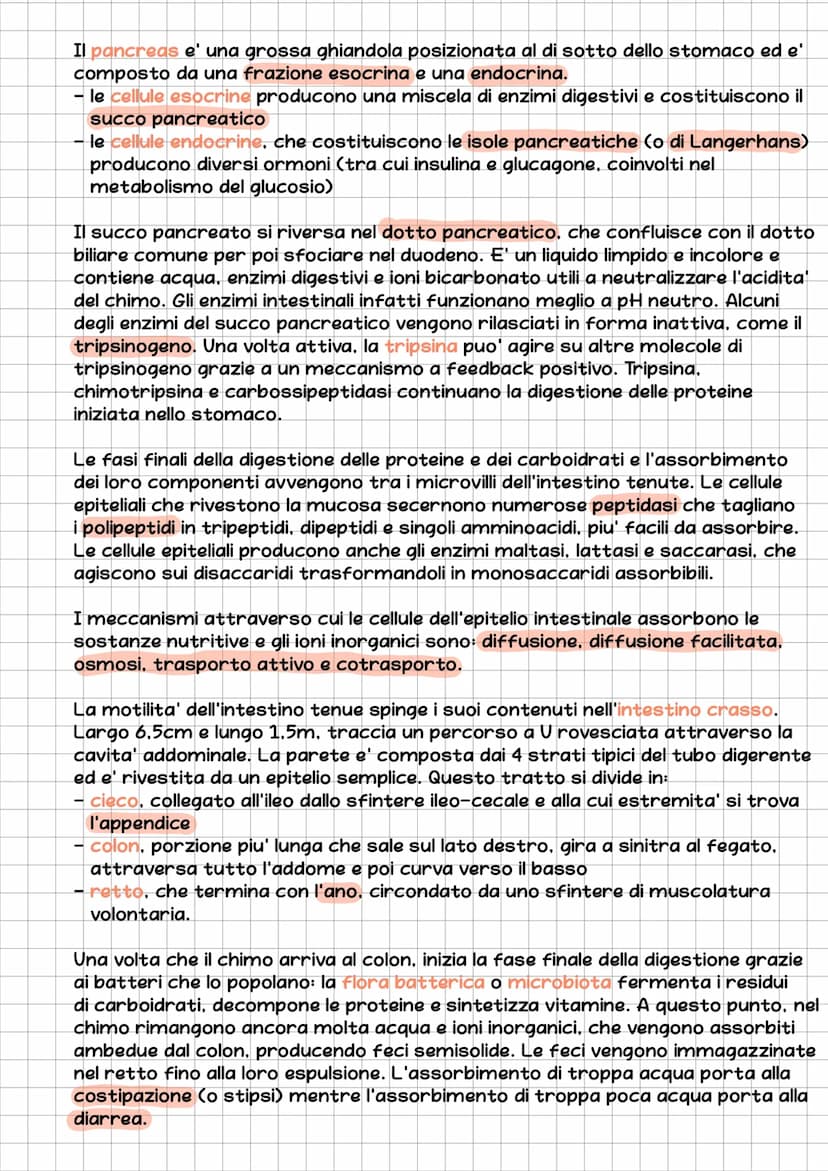 l'Apparato Digerente
L'essere umano e' eterotrofo, ossia ricava l'energia per la sintesi delle
biomolecole nutrendosi di organismi.
L'appara