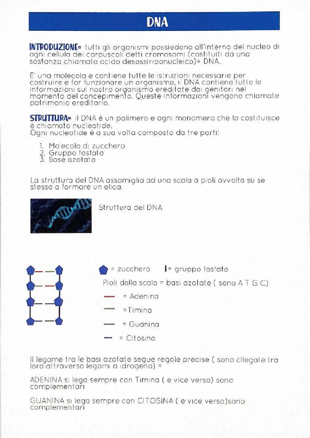 Duplicazione del DNA e Sintesi Proteica: Semplice Spiegazione per Te!