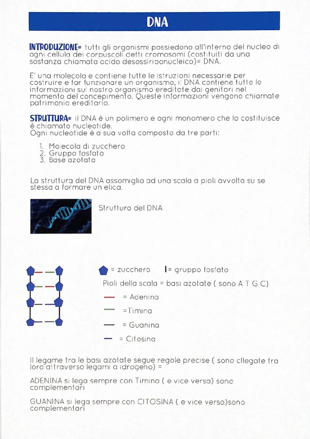 DNA
INTRODUZIONE= tutti gli organismi possiedono all'interno del nucleo di
ogni cellula dei corpuscoli detti cromosomi (costituiti da una
so