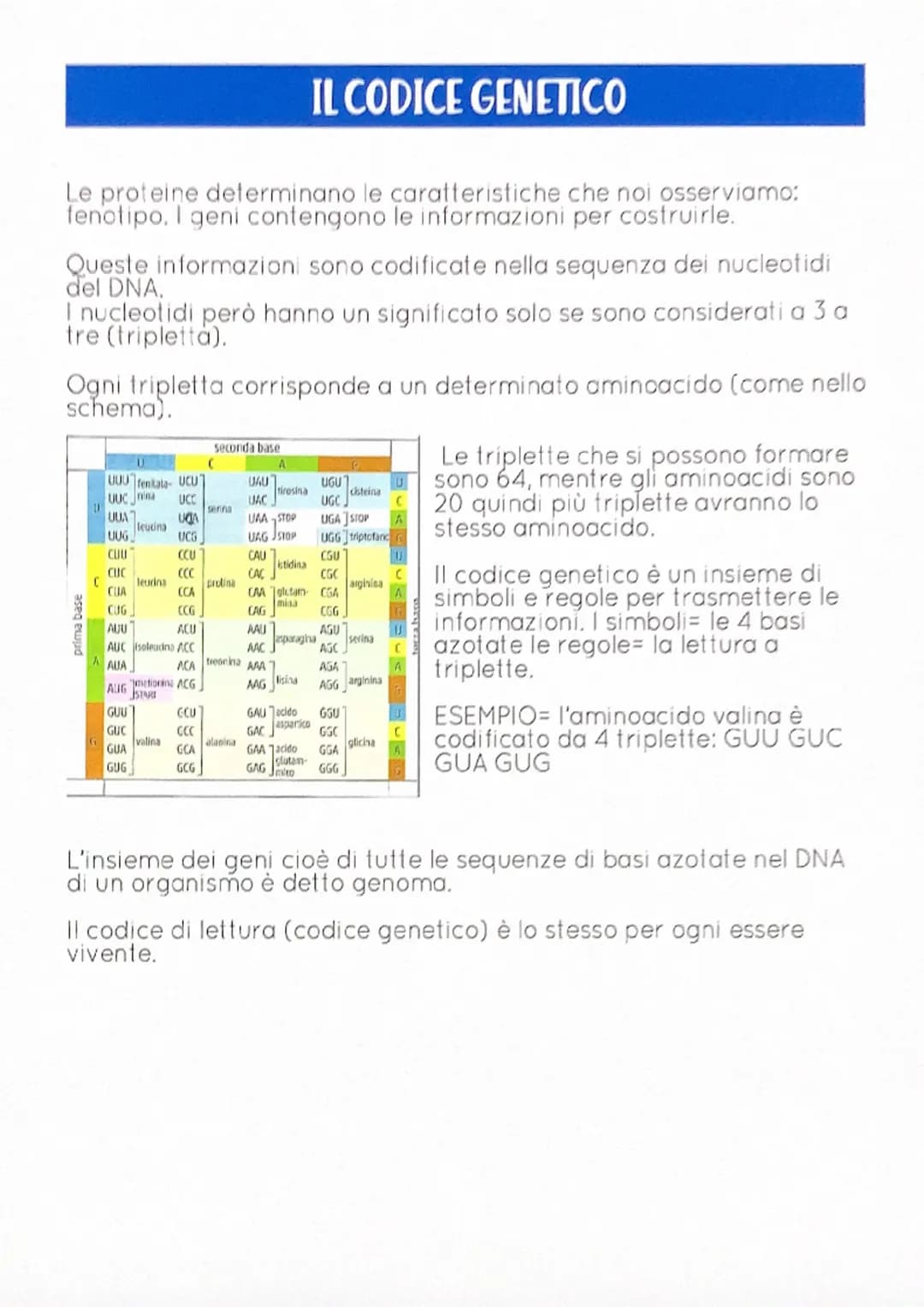 DNA
INTRODUZIONE= tutti gli organismi possiedono all'interno del nucleo di
ogni cellula dei corpuscoli detti cromosomi (costituiti da una
so