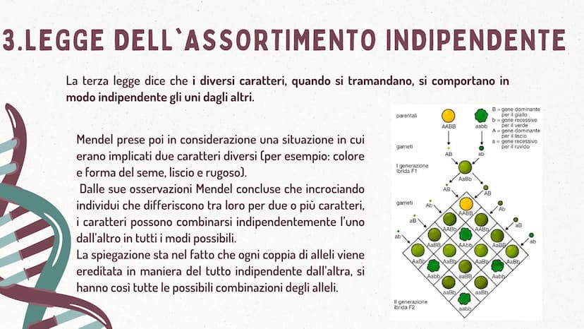 MMI
LEGGI DI MENDEL
TEORIA CROMOSOMICA
XININIX FUME
MENDEL E LE LEGGI
DELL'EREDITARIETA'
J GREGOR MENDEL
Gregor Mendel oltre che un monaco e