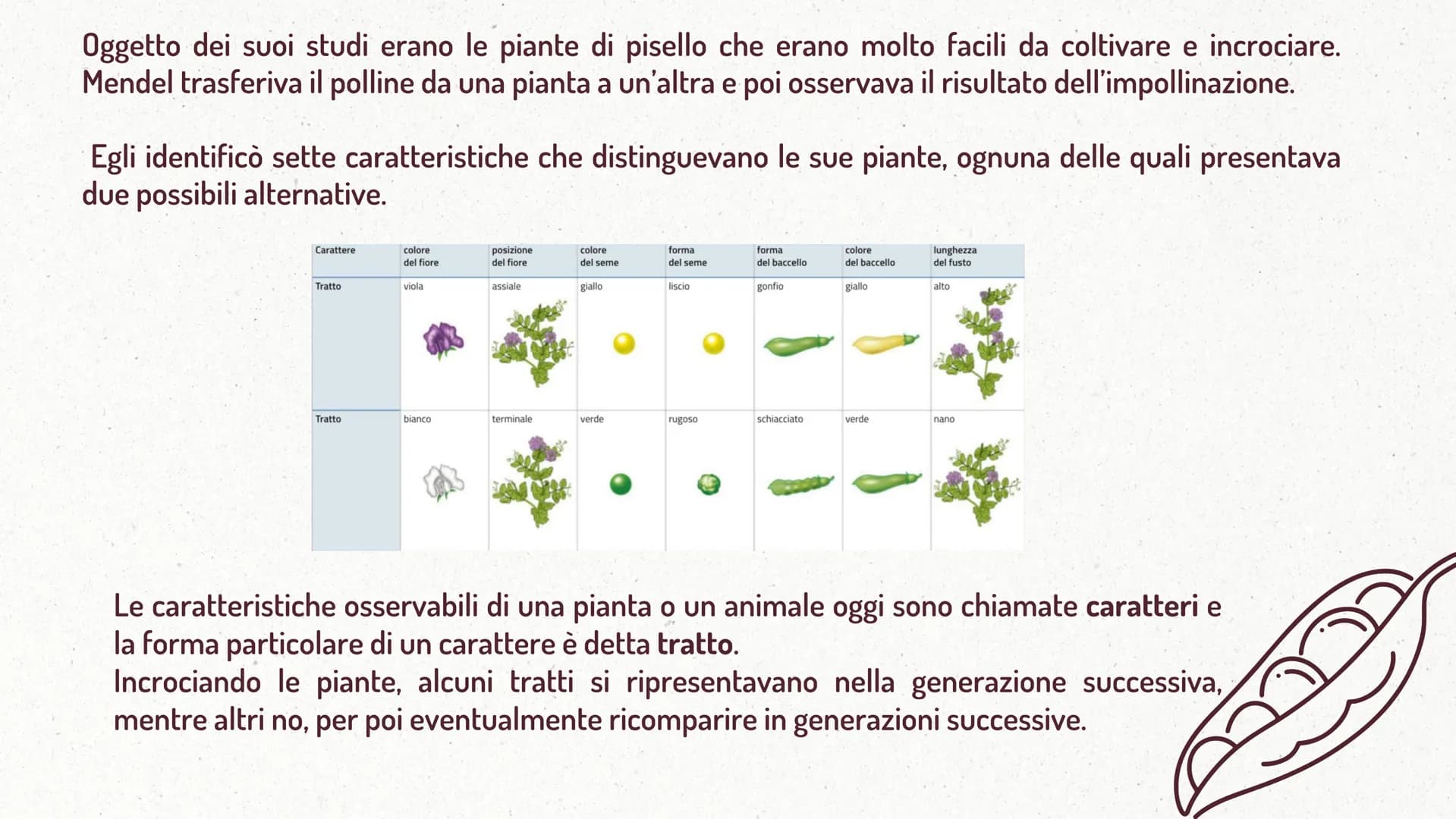 MMI
LEGGI DI MENDEL
TEORIA CROMOSOMICA
XININIX FUME
MENDEL E LE LEGGI
DELL'EREDITARIETA'
J GREGOR MENDEL
Gregor Mendel oltre che un monaco e
