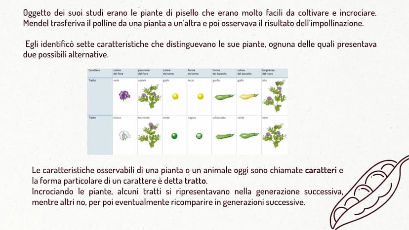 MMI
LEGGI DI MENDEL
TEORIA CROMOSOMICA
XININIX FUME
MENDEL E LE LEGGI
DELL'EREDITARIETA'
J GREGOR MENDEL
Gregor Mendel oltre che un monaco e