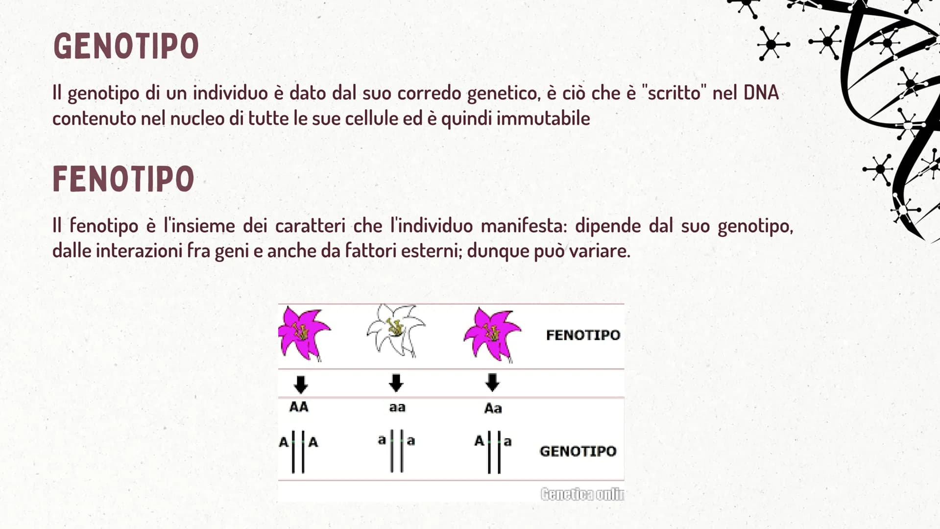 MMI
LEGGI DI MENDEL
TEORIA CROMOSOMICA
XININIX FUME
MENDEL E LE LEGGI
DELL'EREDITARIETA'
J GREGOR MENDEL
Gregor Mendel oltre che un monaco e