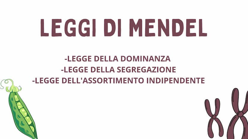 MMI
LEGGI DI MENDEL
TEORIA CROMOSOMICA
XININIX FUME
MENDEL E LE LEGGI
DELL'EREDITARIETA'
J GREGOR MENDEL
Gregor Mendel oltre che un monaco e