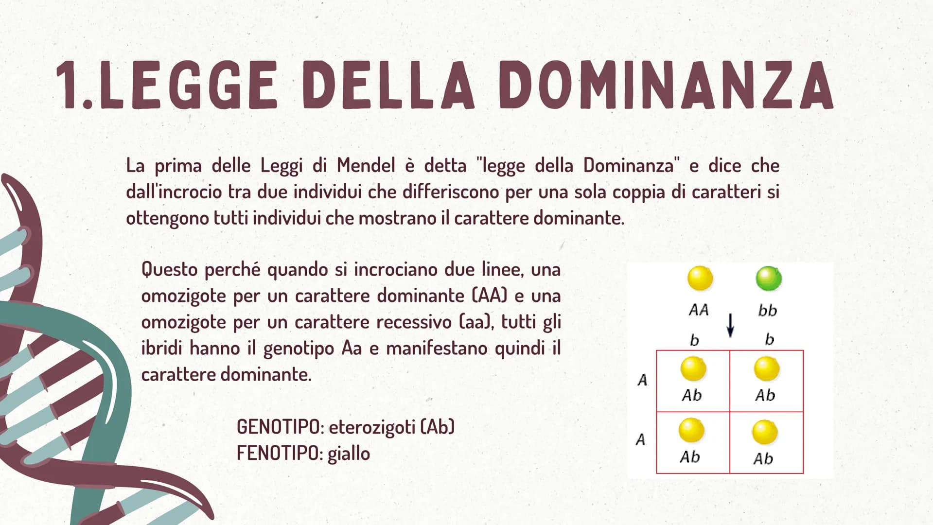 MMI
LEGGI DI MENDEL
TEORIA CROMOSOMICA
XININIX FUME
MENDEL E LE LEGGI
DELL'EREDITARIETA'
J GREGOR MENDEL
Gregor Mendel oltre che un monaco e