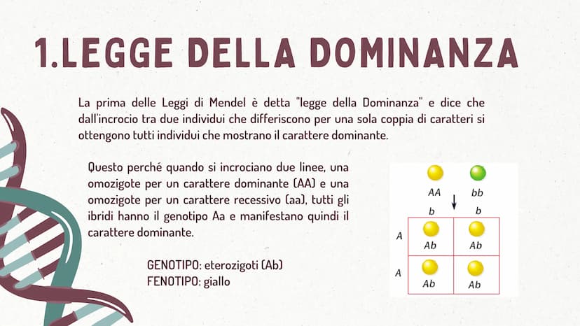 MMI
LEGGI DI MENDEL
TEORIA CROMOSOMICA
XININIX FUME
MENDEL E LE LEGGI
DELL'EREDITARIETA'
J GREGOR MENDEL
Gregor Mendel oltre che un monaco e