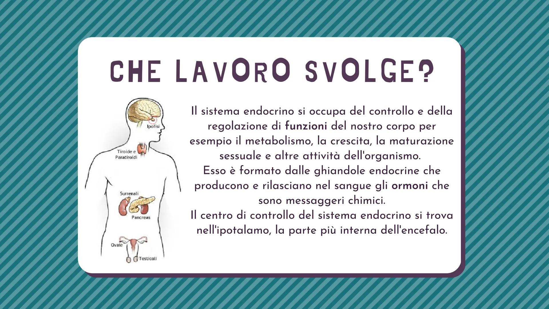IL SISTEMA
ENDOCRINO CHE LAVORO SVOLGE?
Il sistema endocrino si occupa del controllo e della
regolazione di funzioni del nostro corpo per
es