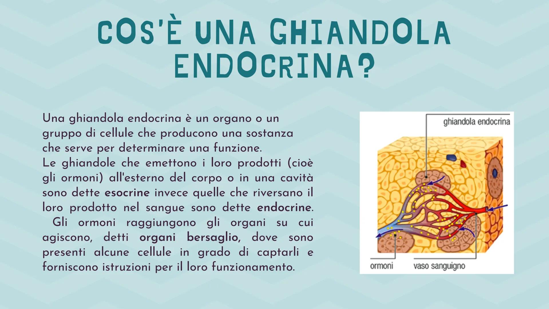 IL SISTEMA
ENDOCRINO CHE LAVORO SVOLGE?
Il sistema endocrino si occupa del controllo e della
regolazione di funzioni del nostro corpo per
es