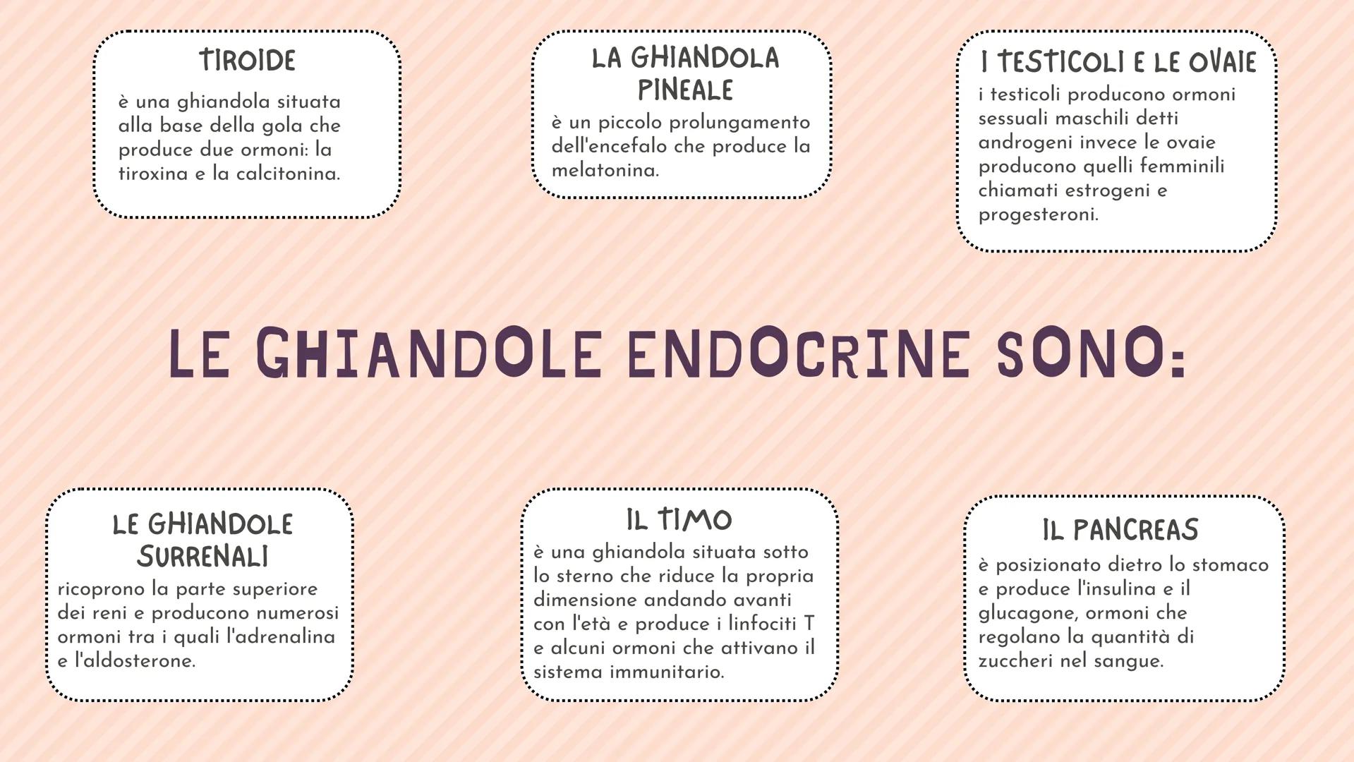 IL SISTEMA
ENDOCRINO CHE LAVORO SVOLGE?
Il sistema endocrino si occupa del controllo e della
regolazione di funzioni del nostro corpo per
es