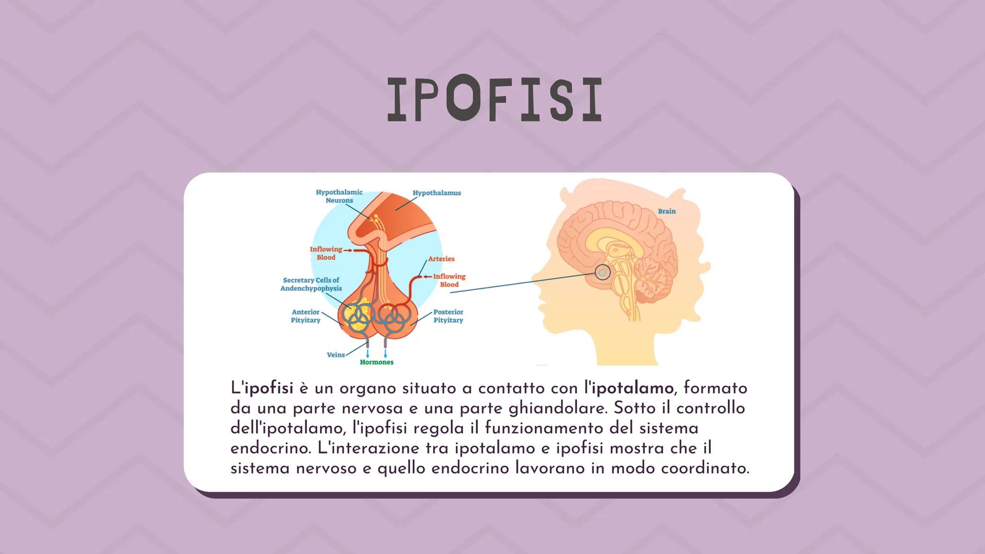 IL SISTEMA
ENDOCRINO CHE LAVORO SVOLGE?
Il sistema endocrino si occupa del controllo e della
regolazione di funzioni del nostro corpo per
es