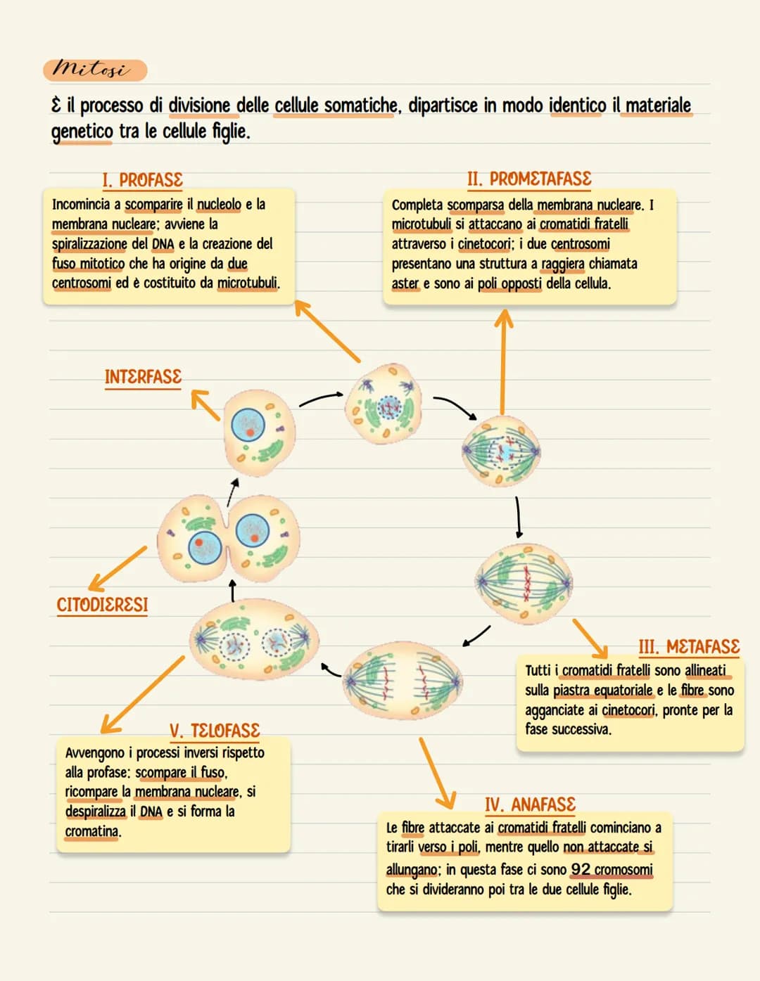 Mitosi
È il processo di divisione delle cellule somatiche, dipartisce in modo identico il materiale
genetico tra le cellule figlie.
I. PROFA