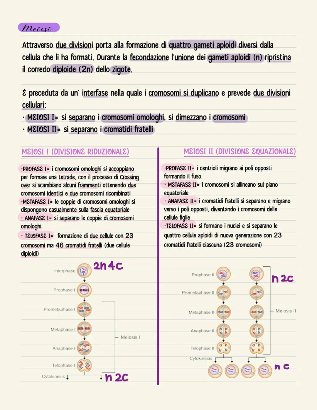 Mitosi
È il processo di divisione delle cellule somatiche, dipartisce in modo identico il materiale
genetico tra le cellule figlie.
I. PROFA