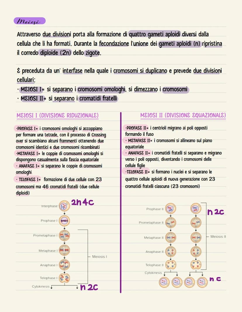 Mitosi
È il processo di divisione delle cellule somatiche, dipartisce in modo identico il materiale
genetico tra le cellule figlie.
I. PROFA