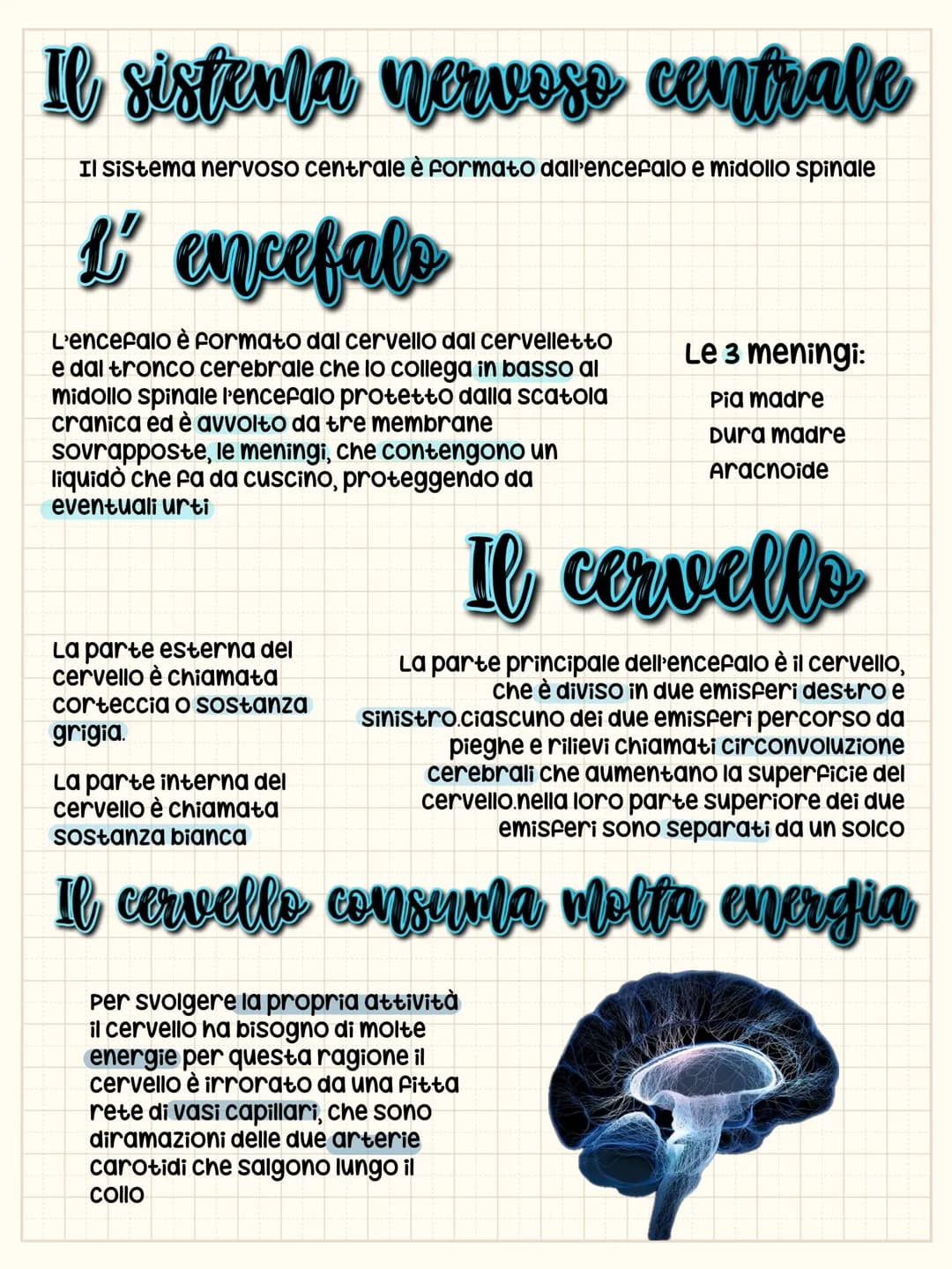 Il sistema nervoso centrale
Il Sistema nervoso centrale è formato dall'encefalo e midollo spinale
L' encefalo
L'encefalo è formato dal cerve