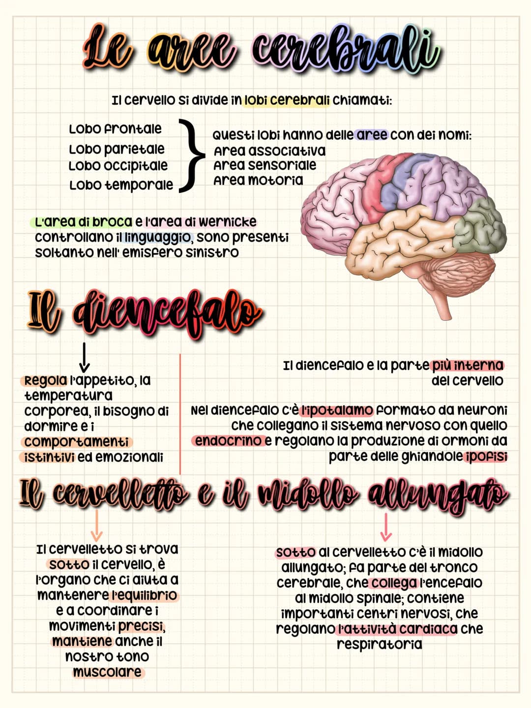 Il sistema nervoso centrale
Il Sistema nervoso centrale è formato dall'encefalo e midollo spinale
L' encefalo
L'encefalo è formato dal cerve