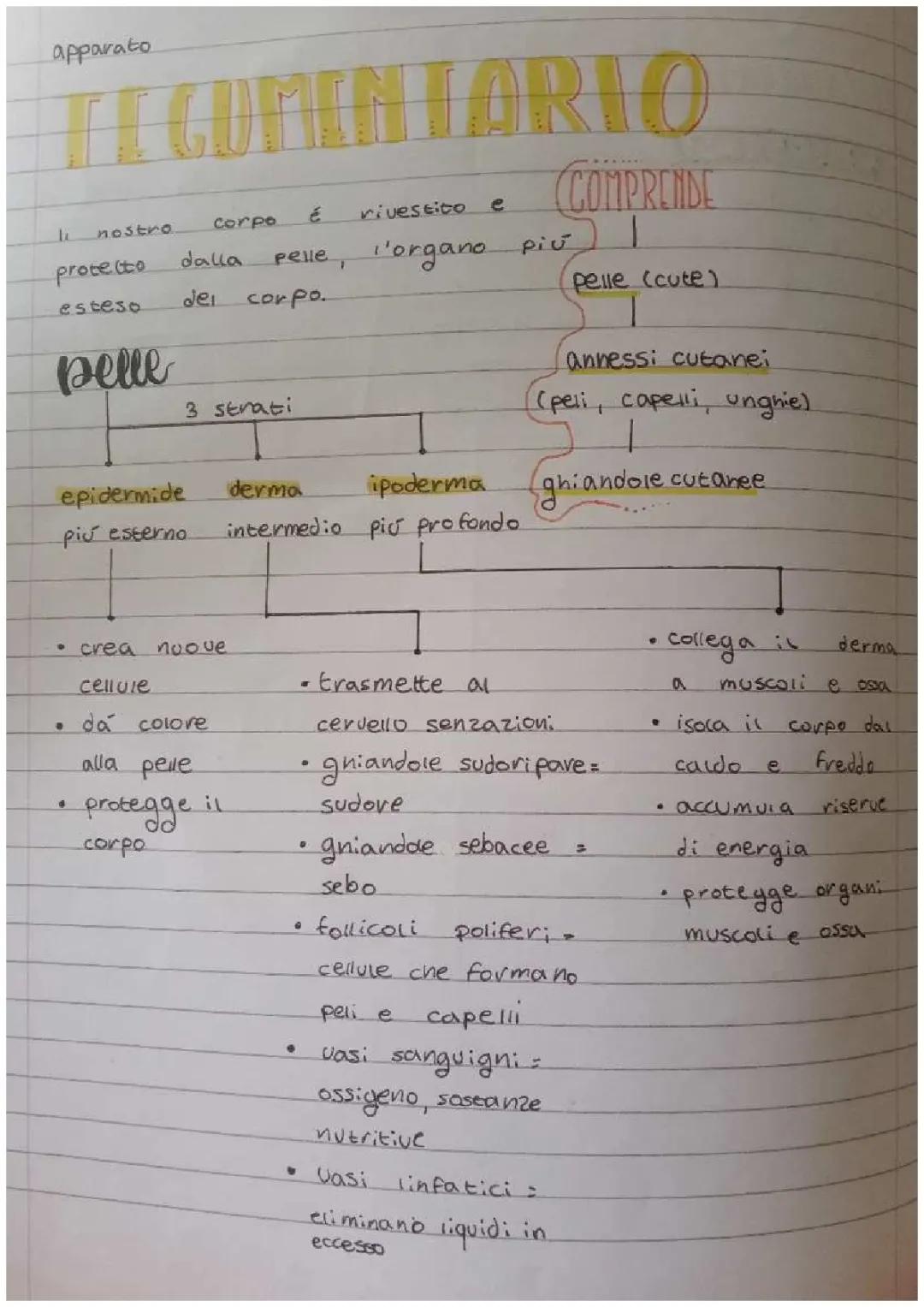 Apparato Tegumentario: Funzioni e Struttura di Pelle, Peli e Unghie