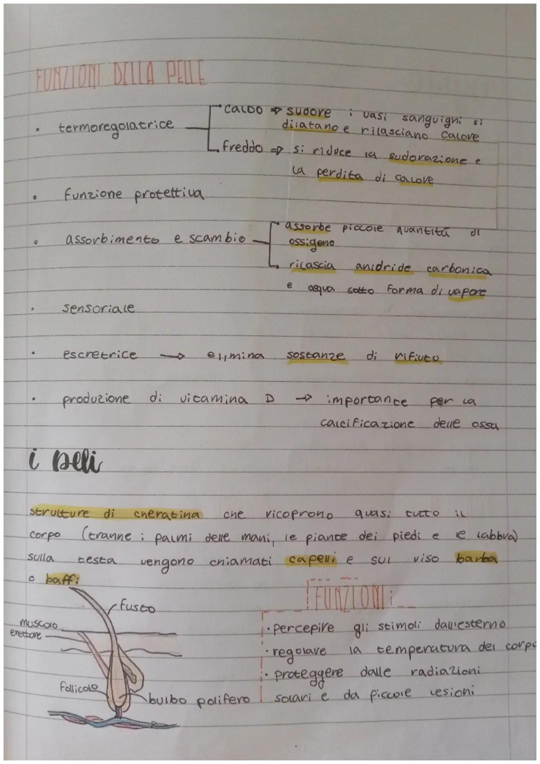 apparato
TE COMENTARIO
protecto
esteso
nostro
pelle
·
epidermide
più esterno.
●
corpo
dalla
dei
• crea noove.
cellule
da colore
alla pelle
3