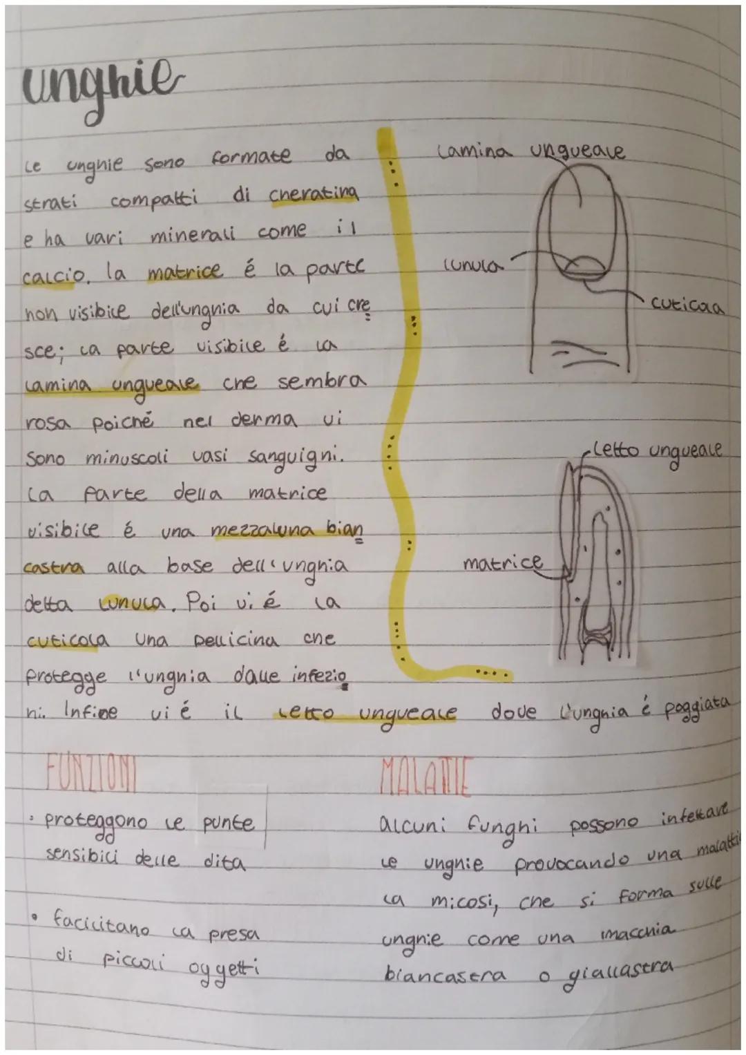 apparato
TE COMENTARIO
protecto
esteso
nostro
pelle
·
epidermide
più esterno.
●
corpo
dalla
dei
• crea noove.
cellule
da colore
alla pelle
3