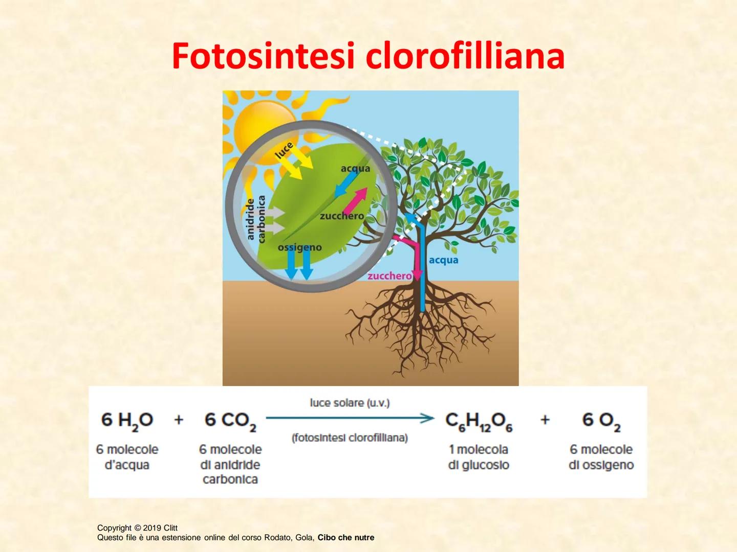 UNITÀ 3: PRINCIPI NUTRITIVI: MACRONUTRIENTI
Lezione 2: GLUCIDI
Copyright © 2019 Clitt
Questo file è una estensione online del corso Rodato, 
