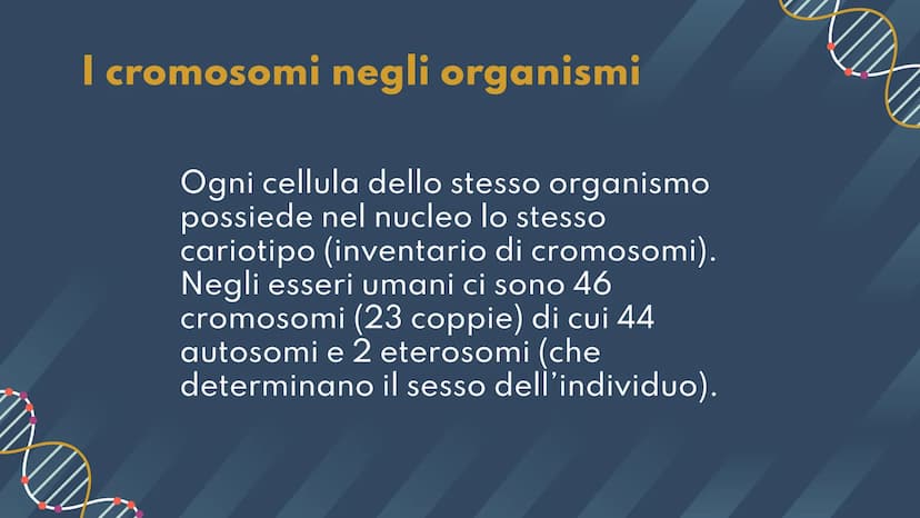 DNA,
Cromosomi e
Daltonismo
NKN
F • Argomenti Trattati
01 DNA
02 Cromosomi
03 Daltonismo IND
01
DNA
Com'è fatto? A cosa serve? II DNA
Il DNA