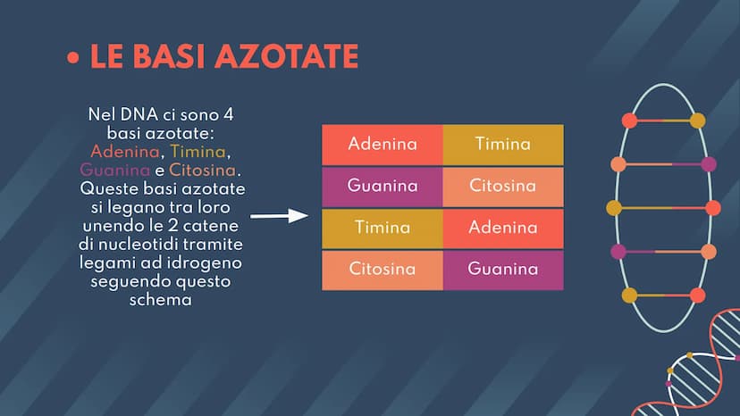 DNA,
Cromosomi e
Daltonismo
NKN
F • Argomenti Trattati
01 DNA
02 Cromosomi
03 Daltonismo IND
01
DNA
Com'è fatto? A cosa serve? II DNA
Il DNA