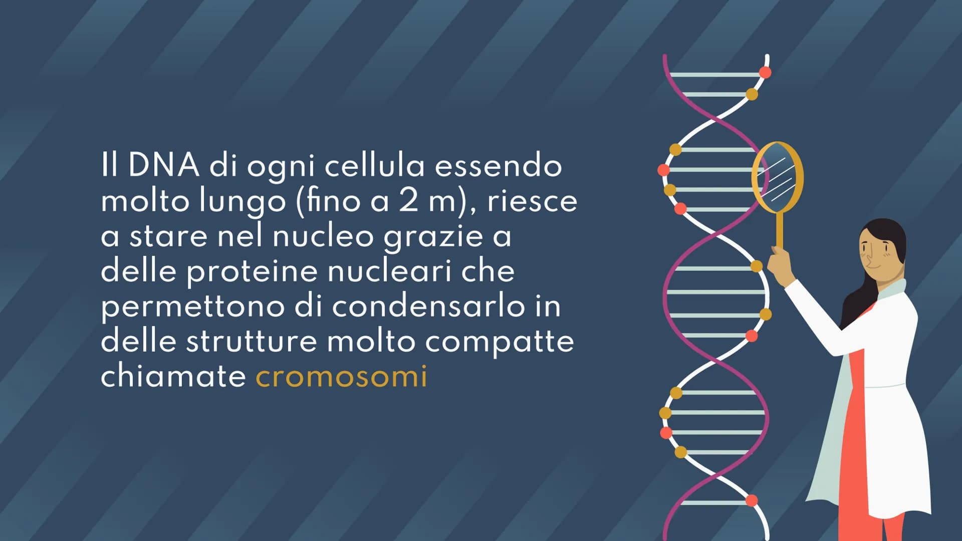 DNA,
Cromosomi e
Daltonismo
NKN
F • Argomenti Trattati
01 DNA
02 Cromosomi
03 Daltonismo IND
01
DNA
Com'è fatto? A cosa serve? II DNA
Il DNA