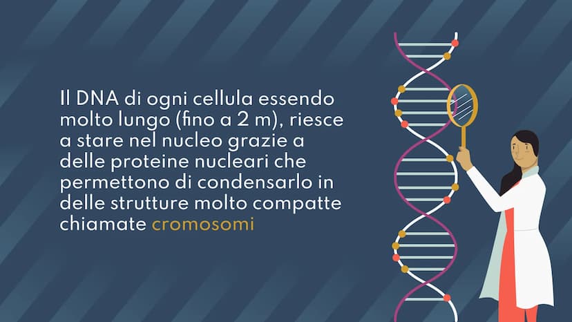 DNA,
Cromosomi e
Daltonismo
NKN
F • Argomenti Trattati
01 DNA
02 Cromosomi
03 Daltonismo IND
01
DNA
Com'è fatto? A cosa serve? II DNA
Il DNA