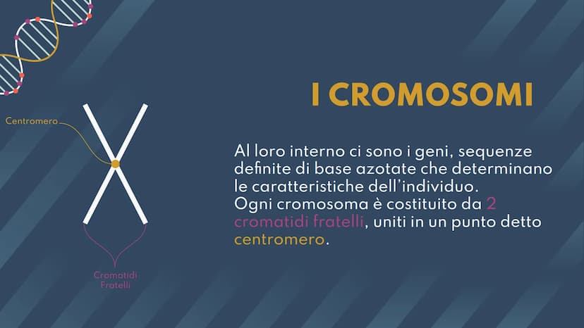 DNA,
Cromosomi e
Daltonismo
NKN
F • Argomenti Trattati
01 DNA
02 Cromosomi
03 Daltonismo IND
01
DNA
Com'è fatto? A cosa serve? II DNA
Il DNA