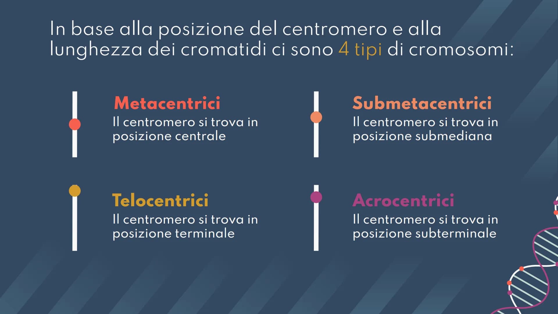 DNA,
Cromosomi e
Daltonismo
NKN
F • Argomenti Trattati
01 DNA
02 Cromosomi
03 Daltonismo IND
01
DNA
Com'è fatto? A cosa serve? II DNA
Il DNA
