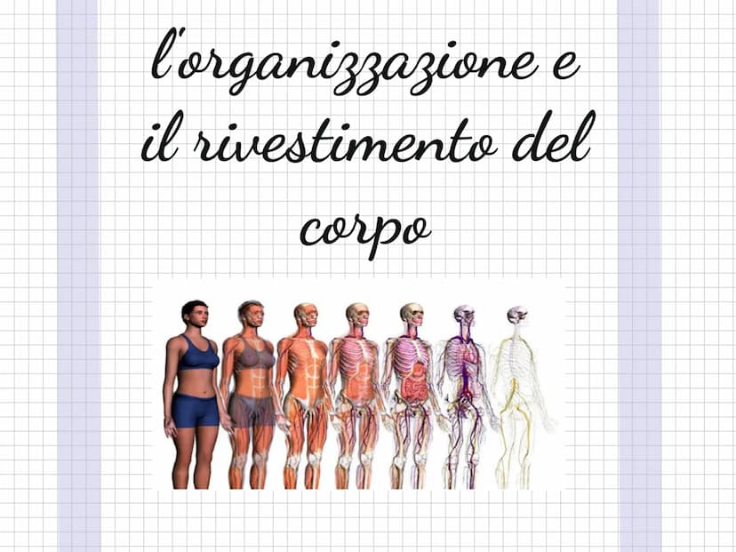 Scienze l'organizzazione e
il rivestimento del
corpo l'arto superiore
è collegato al tronco e
comprende il braccio.
l'avambraccio e la mano.