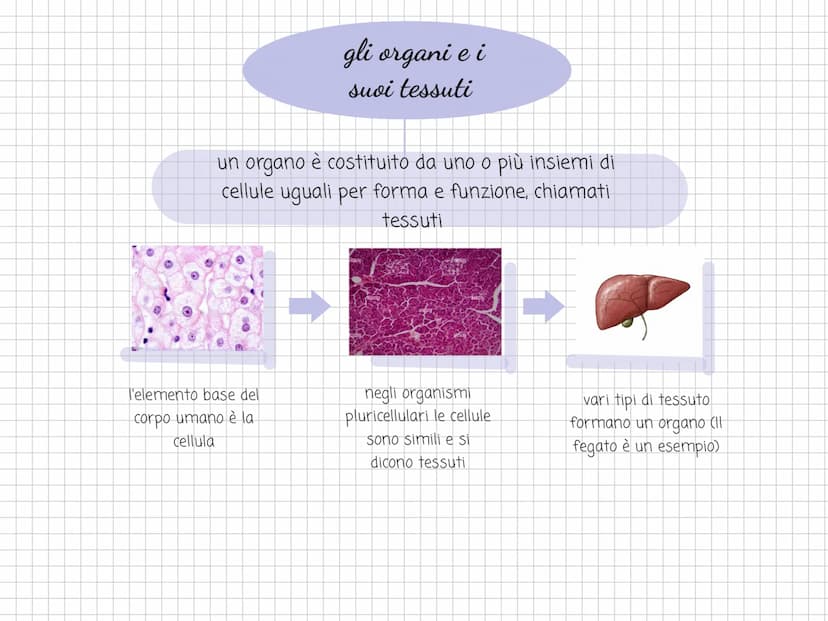 Scienze l'organizzazione e
il rivestimento del
corpo l'arto superiore
è collegato al tronco e
comprende il braccio.
l'avambraccio e la mano.