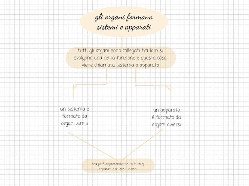 Scienze l'organizzazione e
il rivestimento del
corpo l'arto superiore
è collegato al tronco e
comprende il braccio.
l'avambraccio e la mano.