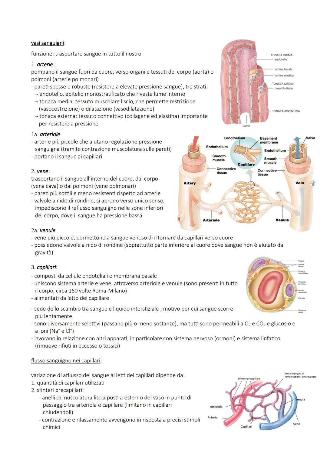 APPARATO CIRCOLATORIO
funzione: trasporta attraverso il sangue materiali da e verso tutte le regioni del corpo per garantire giusta
composiz