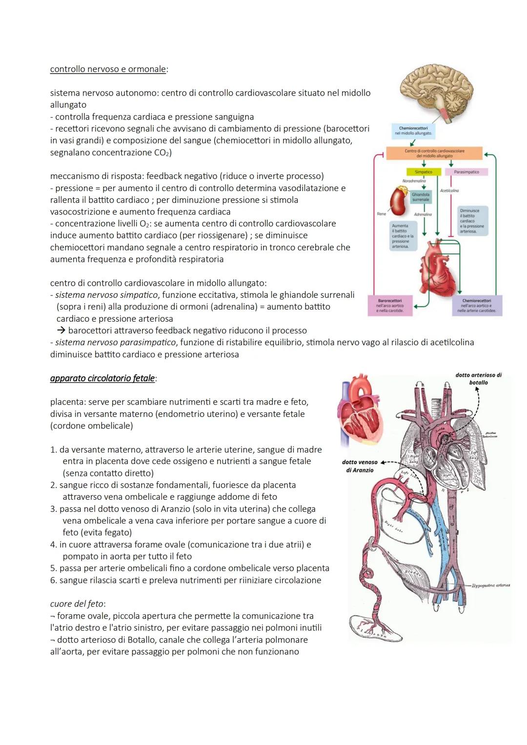 APPARATO CIRCOLATORIO
funzione: trasporta attraverso il sangue materiali da e verso tutte le regioni del corpo per garantire giusta
composiz